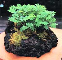 �r�I�K�[�f��