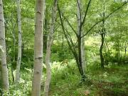 ���邢������