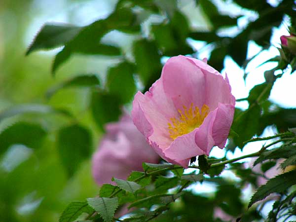 �T���V���E�o��