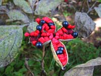 ��܂��Ⴍ�₭�̎�